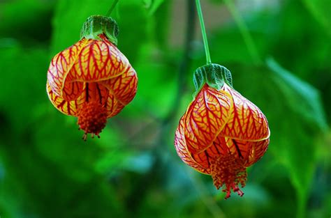 燈籠花種類|金鈴花:金鈴花（學名：Abutilon striatum），又名燈籠。